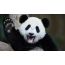 Big Panda welcomes visitors to the site :)