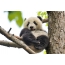 Juokingi dideli panda ant medžio