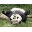 Big panda resting on a tree