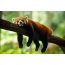 Red Panda sleeping in a tree