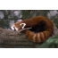Red panda in the European Zoo did not spin back