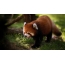 Small or red panda