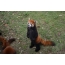 Red panda stands on its hind legs.