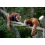 Two red pandas on a branch