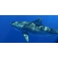 Tiger shark with fin sensor