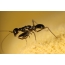 Small ant mantis