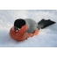 Photo of a bullfinch in the snow in winter