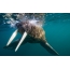 Walrus under water