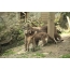 Puma with cubs