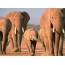 Elephants and elephants in the herd