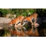 Tigers near the water