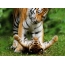 Tigress playing with tiger cub