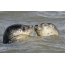 Seals in water