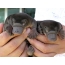 Small platypus