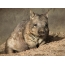 Wombat resting