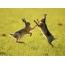 Hares fighting