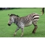 Zebra in the photo