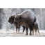 Photo bison