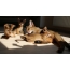 Abyssinian cat with brood kittens