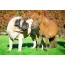 English Mastiff and Pony