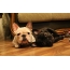 A pair of French Bulldogs of different color