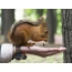 Brave squirrel eats from hand