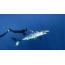 Great White Shark and Diver