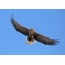 White-tailed eagle in the sky, Golden Horn Bay, Vladvimstock