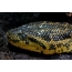 Head of paraguayan anaconda