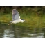 Common heron in flight