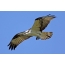Osprey male in flight over the nest