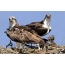 Pair of osprey on nest with chicks