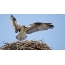 Osprey flew to the nest