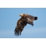 Flight of the steppe eagle