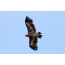 Steppe Eagle high in the sky