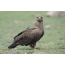 Steppe Eagle on the ground