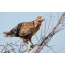 Nestling steppe eagle learns to fly, jumping from a branch