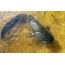 Catfish in the Dnieper River