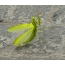 Ordinary mantis, or religious mantis (lat. Mantis religiosa)
