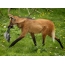 Maned wolf with prey