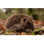 Photo hedgehog in the forest