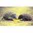 Photo of hedgehogs at the plate with milk