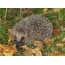 Photo hedgehog