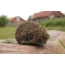 Photo hedgehog on stone