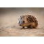 Photo of a young hedgehog