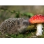 Hedgehog and fly agaric