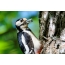 Woodpecker with butterfly in its beak