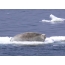Sea hare on ice floe