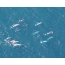 Photo: a flock of narwhals