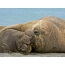 Male and female elephant seals